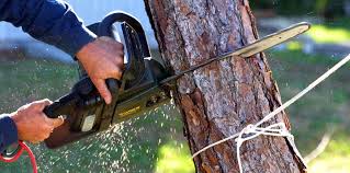 Best Tree Cabling and Bracing  in Hemphill, TX